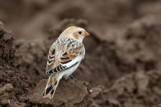 Snow Bunting Female standing in field seen from behind right