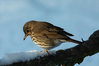 Song Thrush Standing on Branch with Snow Looking Down Left