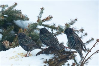 Starling three birds standing on tree trunk with snow seen left