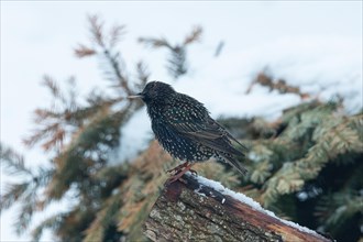 Starling standing on tree trunk with snow seen on the left