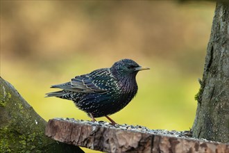 Starling standing on wooden plate with lining looking right