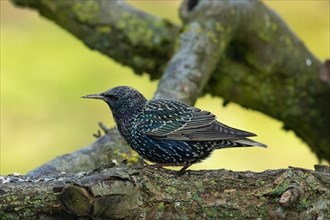 Starling standing on tree trunk with food seen on the left