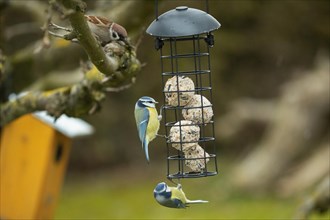 Blue Tit Two Birds Hanging on Feeding Rod Seeing Different
