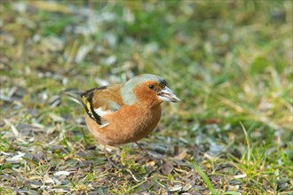 Chaffinch male with food in beak standing in green grass looking right