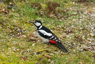 Great spotted woodpecker female sitting in green grass left looking