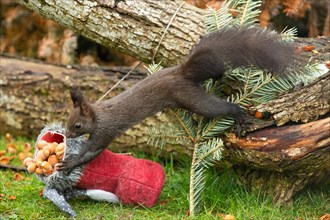 Squirrel stretched from tree trunk to Santa's boot with nuts standing looking left