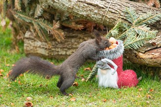 Squirrel standing next to Santa's boot with nuts in front of a tree trunk