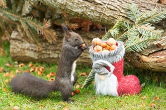 Squirrel holding nut in hands next to Santa's boot standing in front of tree trunk seen right