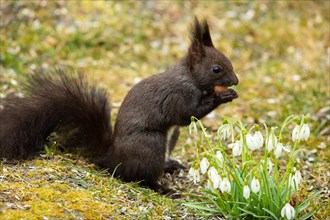 Squirrel holding nut in hands standing in green grass next to white flowers looking right