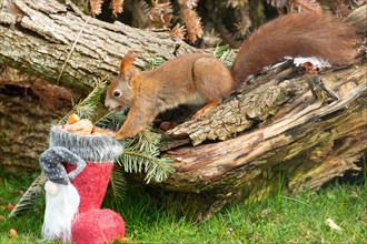 Squirrel with nut in mouth on tree trunk and Santa's boot with nuts stretched sitting left seeing
