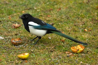 Magpie with open beak standing in green grass next to apple looking left