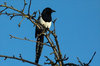 Magpie sitting on branch seen from front right against blue sky