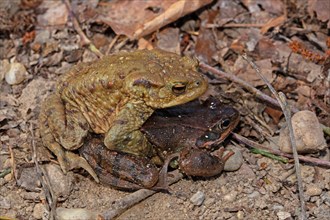 Common toad with Common Frog trying to mate