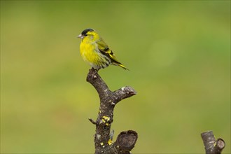 Siskin sitting from branch looking left