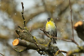 Siskin sitting on branch left looking with snowflakes