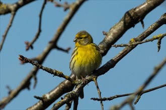 European Serin sitting on branch looking from front left against blue sky