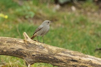 Black Redstart standing on branch looking right