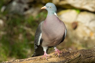 Woodpigeon standing on branch seen from front left