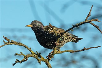 Starling standing on branch left looking in front of blue sky