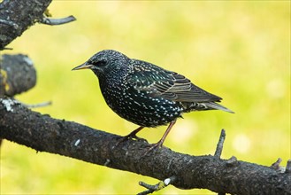 Starling standing on branch looking left