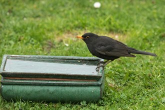 Blackbird sitting on table with water in green grass looking left