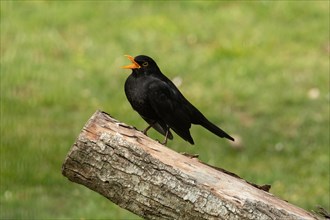 Blackbird male with open beak sitting on branch looking left