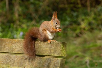 Squirrel holding nut in hands sitting on back of wooden bench looking right