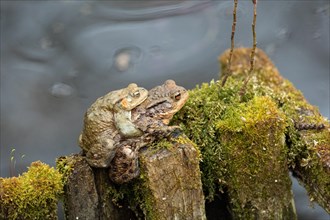 Common toad mating on mossy wooden post sitting in water seen right