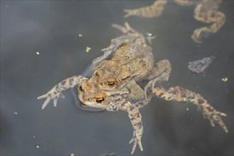 Common toad mating in water swimming left looking