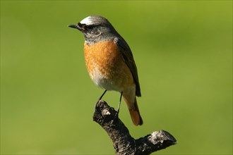 Redstart male sitting on branch seen from front left