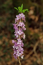 Common daphne branch with several purple flowers