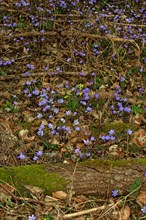 Liverworts many blue flowers