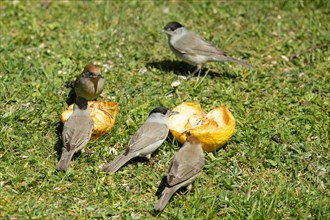 Blackcap three males and two females sitting in green grass with apples looking different