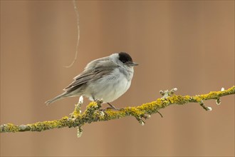 Blackcap male sitting on branch seen right