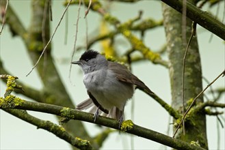 Blackcap male sitting on branch preening seen from front left