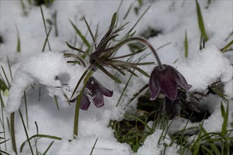 Black meadow pasque flower stock with three purple flowers in snow
