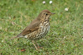 Song Thrush Standing in Green Grass Seeing Right