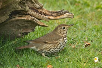 Song Thrush standing next to tree stump in green grass seen on the right
