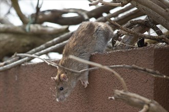 Norway rat sitting on wall with branches looking down