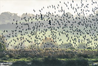 Flock of Dunlins