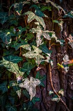 Wild common ivy