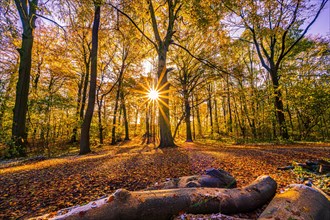 A sunstar at sunset in a deciduous forest in late autumn with colourful leaves on the forest floor