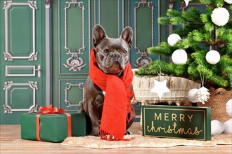 Black French Bulldog dog wearing red winter scarf next to Christmas tree and gift box