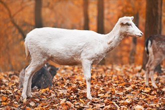 White European fallow deer standing in autumn forest