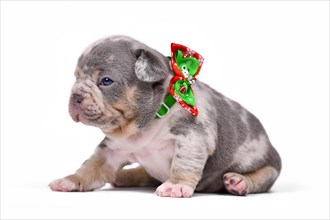 Merle French Bulldog dog puppy with Christmas ribbon around neck on white background