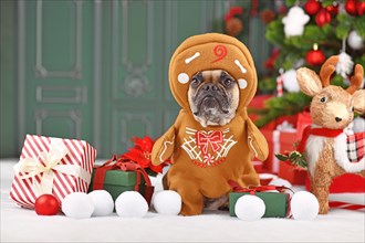 Dog wearing Christmas costume. French Bulldog dressed up as gingerbread man with arms surrounded by festive decoration