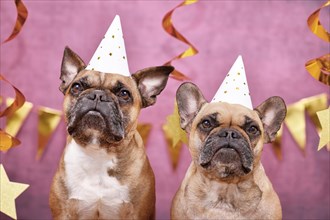 Pair of French Bulldog dogs wearing New Year's Eve party celebration hats in front of pink background decorated with golden garlands