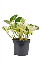 Exotic 'Epipremnum Aureum Manjula' pothos houseplant in flower pot on white background
