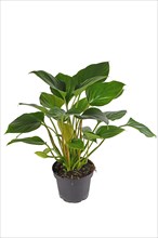 Tropical 'Homalomena Rubescens Emerald Gem' houseplant in flower pot on white background