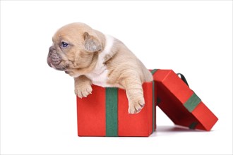 French Bulldog dog puppy sitting in red Christmas gift box on white background